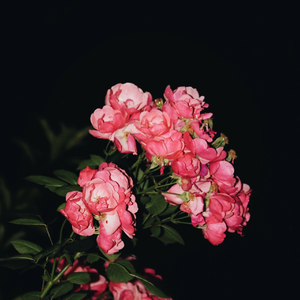 外国老奶奶逼视频
