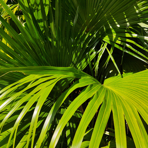 外国老奶奶逼视频
